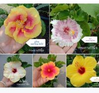 ต้นชบา พันธุ์ประกวด Shoe Flower, Hibiscus ชบา ดอกชบา ต้นจริง ต้นใหญ่ในกระถางพร้อมดอก ไม้ดอก สวนลุงแท็ค