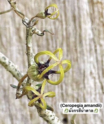 มังกรน้ำตาล (Ceropegia amandii)