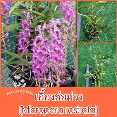 เอื้องช่อม่วง ❤️ (Micropera rostrata)