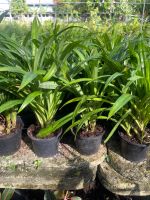 ใบเตยหอม Pandan leaves, Fragrant pandan, Pandom wangi  กระถางขนาด 6 นิ้ว