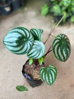 ?ต้นเปเปอร์โรเมีย ลายแตงโม ☘️Watermelon peperomia?