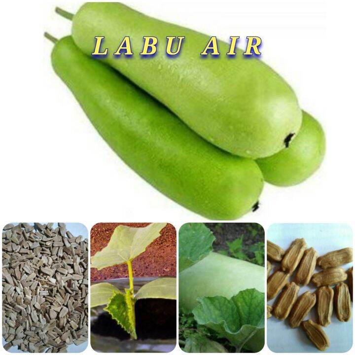 (250 butir) benih labu air/labu air sayur Lazada Indonesia