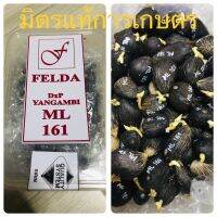 เมล็ดพันธู์ปาล์มน้ำมัน ยังกัมบิ ML161  เมล็ดละ 40 บาท