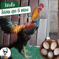 ไข่เชื้อไก่ชน ชุด 5 ฟอง สำหรับฟัก