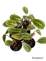 คล้า มารันต้าเรด(Maranta Red) ต้นคล้า กระถาง4นิ้ว เส้นใบสีเเดงสวยๆเลยครับ