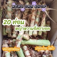 ท่อนพันธุ์หญ้าหวานอิสราเอล 20 ท่อน