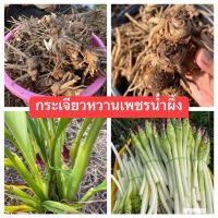 หัวพันธุ์กระเจียวหวานเพชรน้ำผึ้ง