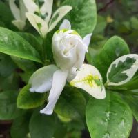 ต้นพุดซ้อน กุหลาบขาว ใบด่าง (Variegated Gerdenia) พุดซ้อนใบด่าง ดอกเหมือนกุหลาบขาว ต้นสูง 25-30 ซม. กระถาง 8 นิ้ว  ไม้ดอกหอมวงศ์สกุลดอกพุด ลักษณะใบจะบิดเกลียวอ่อนช้อย ไม่เป็นรูปทรงที่แน่นอน ลวดลายสีสันแต่ละใบก็แตกต่างกัน ผิวใบเรียบเป็นมันเงางามสวยงามมาก