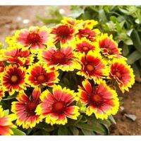 เมล็ดพันธุ์ ดอกเดือนฉาย (Gaillardia Blanket flower Red &amp;Yellow) บรรจุ 15 เมล็ด