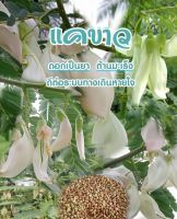 เมล็ดพันธุ์ดอกแคขาว ต้นเตี้ย ดอกดก (50เมล็ด)
