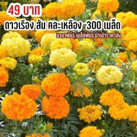 เมล็ดพันธุ์ ดอกดาวเรืองคละสี ส้ม เหลือง 300 เมล็ด คละสี2สี