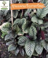 คล้าขุนแผนเรียกทรัพย์ (CALATHEA ORNATA) เป็นต้นไม้มงคล ความหมายดี เป็นไม้ช่วยฟอกอากาศ  ปลูกแล้วรวย