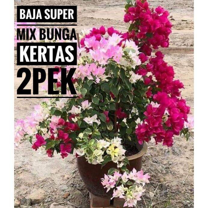 BAJA SUPER MIX BUNGA KERTAS | Lazada