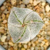 กระบองเพชร Astrophytum myriostigma  Onzuka  3 ribs แอสโตรไฟตัม ไมริโอสติกมา ออนซูกะ 3 พู