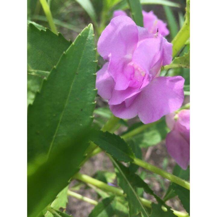 เมล็ดเทียนไทยดอกซ้อนสีชมพูหวาน