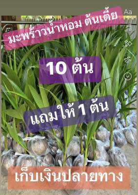 พันธ์มะพร้าวน้ำหอมเตี้ย กด 10 แถมอีก 1 ต้น