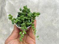 Senecio Rowleyanus สร้อยไข่มุกเขียว น่ารักๆ กระถาง 2 นิ้ว