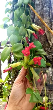 Shop Sanggumay Orchids For Sale online