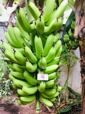 หน่อกล้วยหอมทอง พันธุ์เกษตร 1 หน่อ (สายพันธุ์อินโดนีเซีย) แถมฟรีปุ๋ยขี้ไก่อัดเม็ด 1 กิโลกรัม