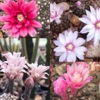 จานบิน แคคตัส Gymnocalycium Ragonesei ไม้น่าสะสม