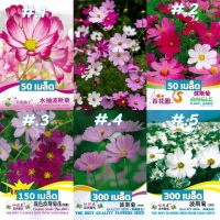 เมล็ดพันธุ์ ดอกดาวกระจาย (คอสมอส) 50 - 300 เมล็ด Cosmos Seed