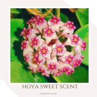 hoya sweet scent