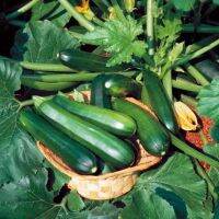 เมล็ดพันธุ์  ซูกินี เดอะฮัก (Zucchini) บรรจุ 10 เมล็ด ลูกยาวประมาณ 22 ซม.