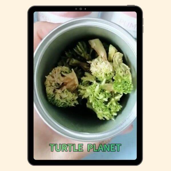 Turtle Snack Turtle Food Hamster Food Hedgehog Snack Vegetable Broccoli