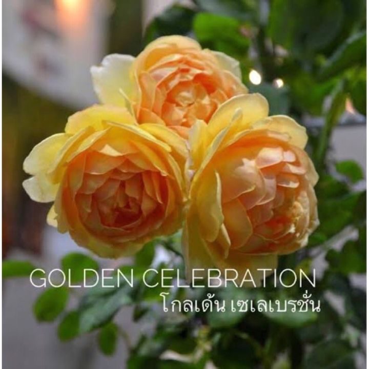 กุหลาบเลื้อยสีเหลืองโกเด้นซีลีเบลชั่นดอกดกออกดอกตลอดปี