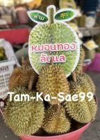 ? ทุเรียน หมอนทอง ลับแล ? (Monthong Durian) [1 ลูก] น้ำหนัก 1.6 โล - 2 โล (ไซส์มินิ) นุ่ม หอม หวาน มัน อร่อย ของ อ.ลับแล จ.อุตรดิตถ์ ??#ทุเรียน #หมอนทอง #ลับแล #Durian *อ่านรายละเอียดด้วยน่ะครับคุณลูกค้า??