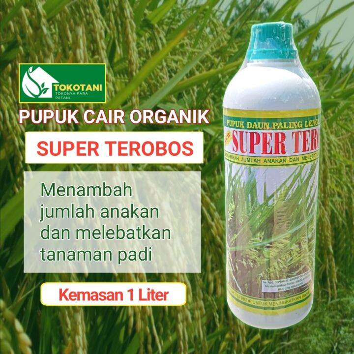 Pupuk Padi Pelebat Buah SUPER TEROBOS Untuk Tanaman Padi Memperbanyak ...