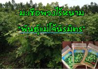 เมล็ดพันธุ์มะเขือพวงไร้หนาม"แม่โจ้นิรมิตร"ชุด100+เมล็ด