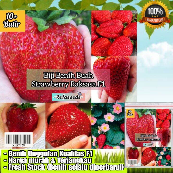 KEMASAN 10+ Butir Bibit Benih Buah Strawberry Raksasa Jumbo F1 Original ...