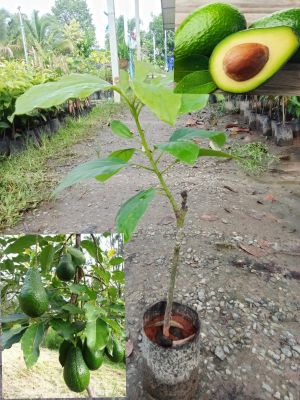 ต้นอโวคาโด้ เป็นผลไม้ที่ปลูกง่าย สรรพคุณเยอะ