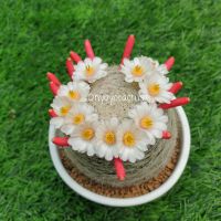 เมล็ดเลนต้า Mammillaria lenta 100 เมล็ด