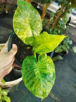 ต้นมงคล ด่างสวยๆ พยาช้างเหลือง ? Alocasia Gageana Aurea Variegated บอนหูช้างด่างเหลือง ในกระถาง 8️⃣.5️⃣ นิ้ว (ด่างทันทีไม่ต้องรอลุ้น) สามารถเลือกต้นได้ทางช่องแชทค่ะ