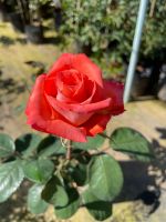 กุหลาบตัดดอก ทรอปิคาน่า/Tropicana Rose