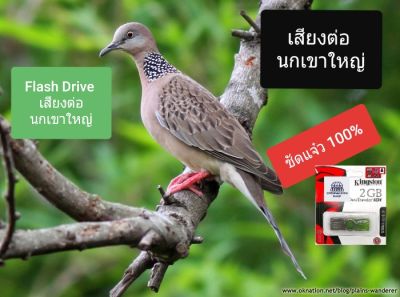 นกเขาใหญ่ นกเขา เสียงต่อนกเขาใหญ่ เสียงต่อนกเขา Flash Drive MP3 ชัดแจ๋ว 100%