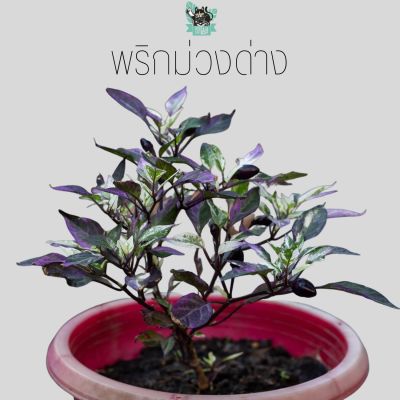 พริกม่วงด่าง Purple chili variegated ส่งทั้งกระถาง เลือกต้นได้