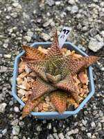 Haworthia Hybird Thailand กระถาง 3 นิ้ว จัดส่งทั้งกระถาง รหัส 97A-120A