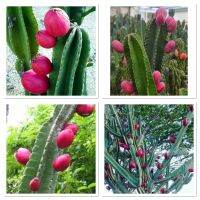 เมล็ดพันธุ์ กระบองเพชรแอปเปิ้ลอิสราเอล (Israeli Apple Cactus) บรรจุ 10 เมล็ด ทานผลสด