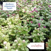 บานไม่รู้โรย Gomphrena globosa ต้นบานไม่รู้โรย ดอกบานไม่รู้โรย ไม้ดอก สวยทนนาน ต้นจริงพร้อมดอก สวนลุงแท็ค