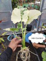 ช้างขาว/Alocasia Elephant Ear White Verigated