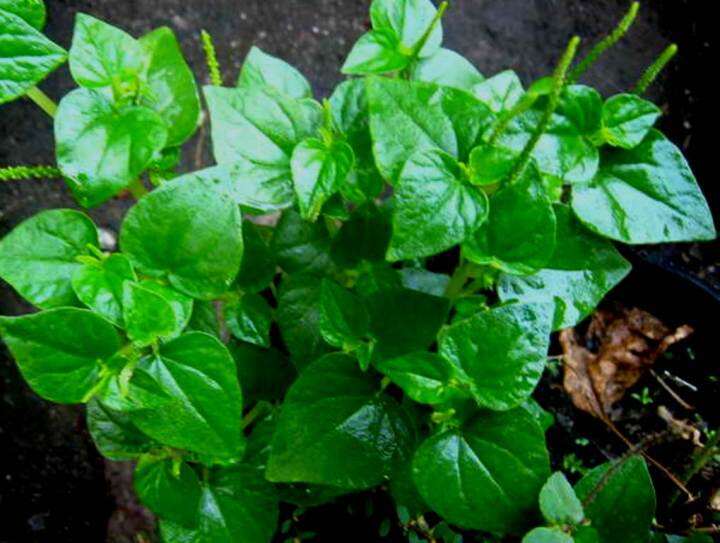 Pansit pansitan live plant Uprooted 40pcs (ULASIMANG BATO) | Lazada PH