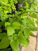 Lemon balm ต้นเลมอนบาม พืชกลิ่นเลมอน ใช้แต่งกลิ่นอาหารและเครื่องดื่ม