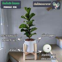 ?ต้นไทรใบสักใบแคระ FiddleFig ต้นใหญ่สูง60-80cm.(ต้นไม้ฟอกอากาศ) พร้อมกระถางเบลล่า9"นิ้ว+เม็ดPopper+ขาตั้ง