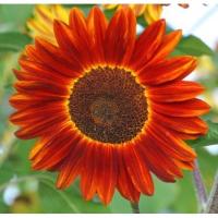 เมล็ดพันธุ์ ทานตะวัน สีแดง (Velvet Queen Sunflower Seed) บรรจุ 5 เมล็ด