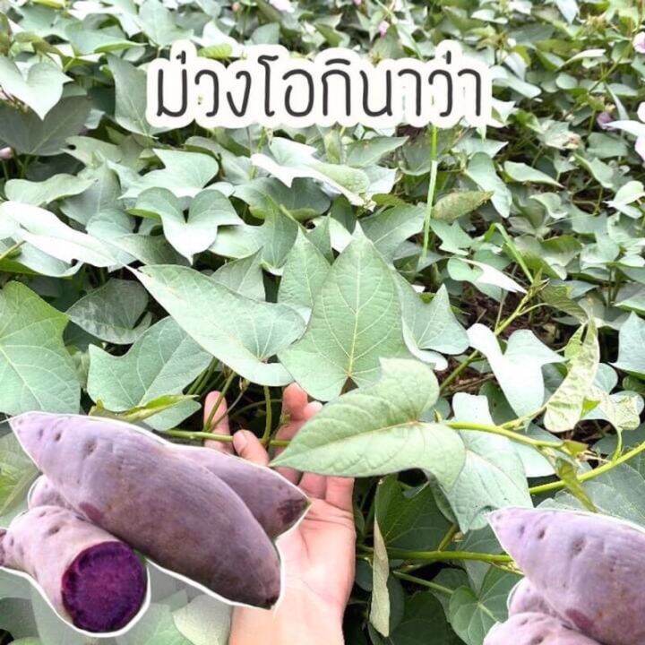 กิ่งพันธุ์มันหวานญี่ปุ่นม่วงโอกินาวา-50-ยอด