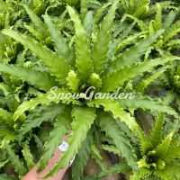 ต้นเฟิร์นโอซาก้า เฟิร์นโอซาก้า ☘️ Asplenium antiquum Osakaกระถาง 5 นิ้ว