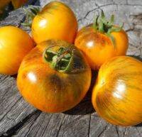 เมล็ดพันธุ์มะเขือเทศ โกลเด้น ไทเกอร์ Golden Tiger Tomato Seeds บรรจุ 15 เมล็ด คุณภาพดี ของแท้ ราคาถูก นำเข้าจากต่างประเทศ